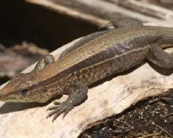 Lagartija
