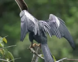 Anhinga anhinga (Aninga o P?jaro Aguja)