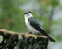 Tachycineta albilinea (Golondrina Lomiblanca)