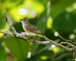 Myiarchus tuberculifer (Copetón Crestioscuro)