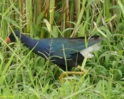 Porphyrula martinica (Gallareta Morada, Calamón Morado, Gallina de Agua)