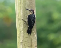 Melanerpes pucherani (Carpintero Carinegro)