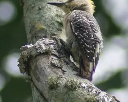 Melanerpes hoffmannii (Carpintero de Hoffman)