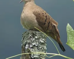 Es una Columbina Talpacoti?