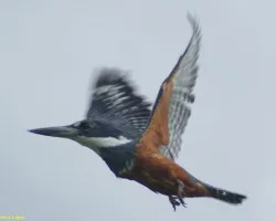 Ceryle torquatu hembra?