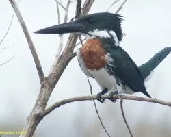 Ceryle torquatu macho?