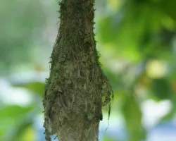 Todirostrum cinereum