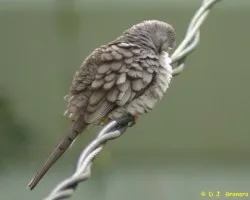 Columbina inca
