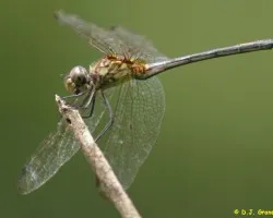 Libélula