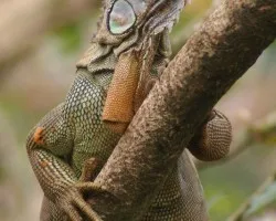 Iguanas