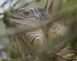 Iguanas