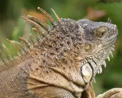 Iguanas