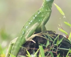 Basilisco (Hembra)