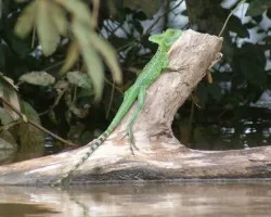 Basilisco (Macho)