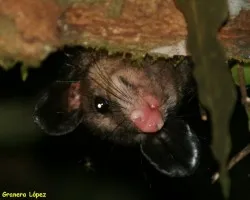Caluromys derbianus