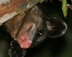 Caluromys derbianus