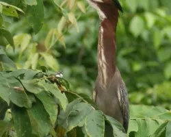 Butorides virescens ? - Garcilla Verde?
