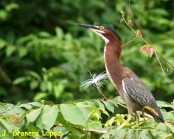 Butorides virescens ? - Garcilla Verde?