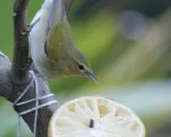 Oreothlypis peregrina