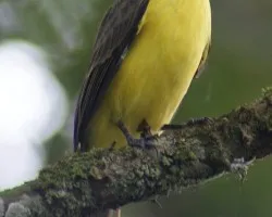 Conopias albovittatus
