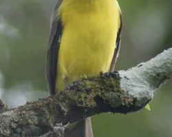 Conopias albovittatus