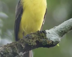 Conopias albovittatus