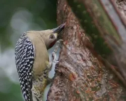 Carpintero de Hoffman
