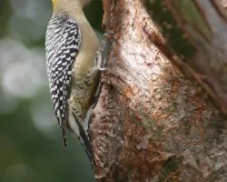 Carpintero de Hoffman