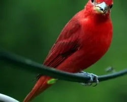 Piranga rubra