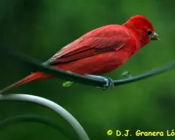 Piranga rubra