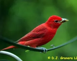 Piranga rubra
