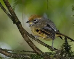 Minla strigula