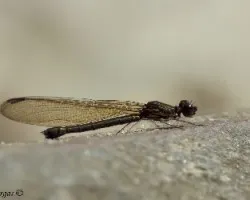 Odonata del Norte Thai