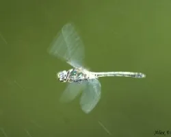 Odonata Thai en Vuelo