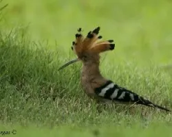 Common Hoopoe