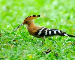 Common Hoopoe 2