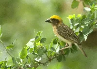 Baya Weaver - macho
