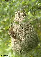 Baya Weaver - hembra