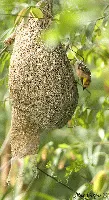 Nido del Baya Weaver