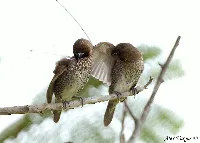 Scaly-breasted Munia