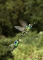 Green Violet-ear