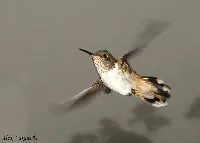 Scintillan Hummingbird