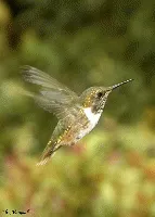 Scintillan Hummingbird al vuelo
