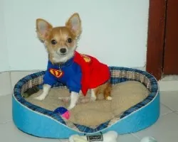 Popy el Super Wato ;)