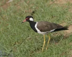 Red-wattled Lapwing