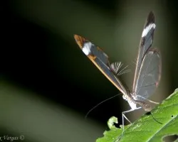 Clear Wings Butterfly - Alas Transparentes