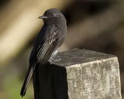 Black Phoebe