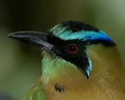 Blue-crowned Motmot - portrait