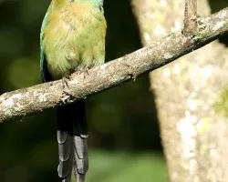 Blue-crowned Motmot - full body