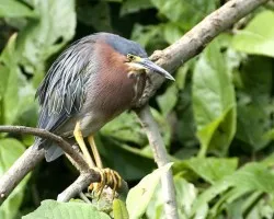 Green Heron